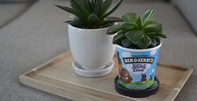 Phish Food pint container used as a planter