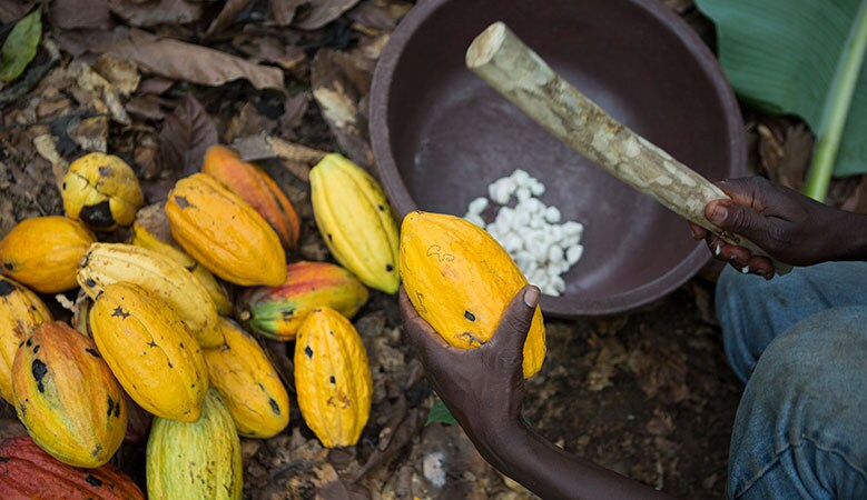 cacao-pod-breaking-779x450.jpg (Benjamin Ouedraogo, member of Capressa...