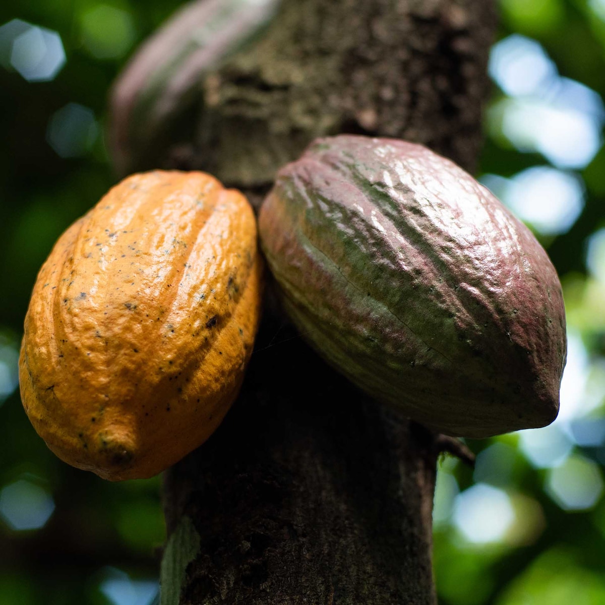 Cacaopeulen